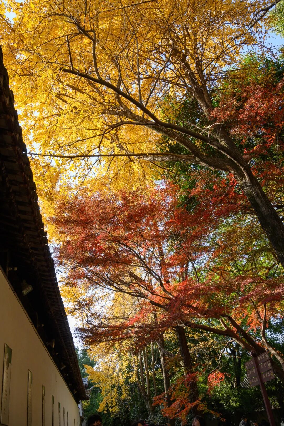 苏州五日游攻略:12月深秋的姑苏真实游玩体验分享,行程主打赏秋,顺带看猫-张兴举个人网站 苏州五日游攻略:12月深秋的姑苏真实游玩体验分享,行程主打赏秋,顺带看猫-张兴举个人网站