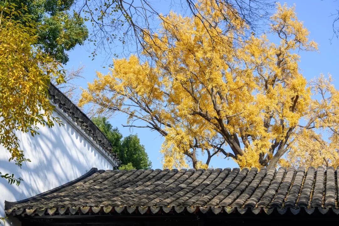 苏州五日游攻略:12月深秋的姑苏真实游玩体验分享,行程主打赏秋,顺带看猫-张兴举个人网站 苏州五日游攻略:12月深秋的姑苏真实游玩体验分享,行程主打赏秋,顺带看猫-张兴举个人网站