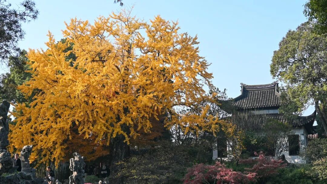 苏州五日游攻略:12月深秋的姑苏真实游玩体验分享,行程主打赏秋,顺带看猫-张兴举个人网站 苏州五日游攻略:12月深秋的姑苏真实游玩体验分享,行程主打赏秋,顺带看猫-张兴举个人网站